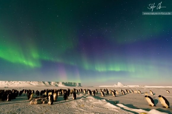 Once in a Lifetime Image: Emperor Penguins Under the Aurora Australis