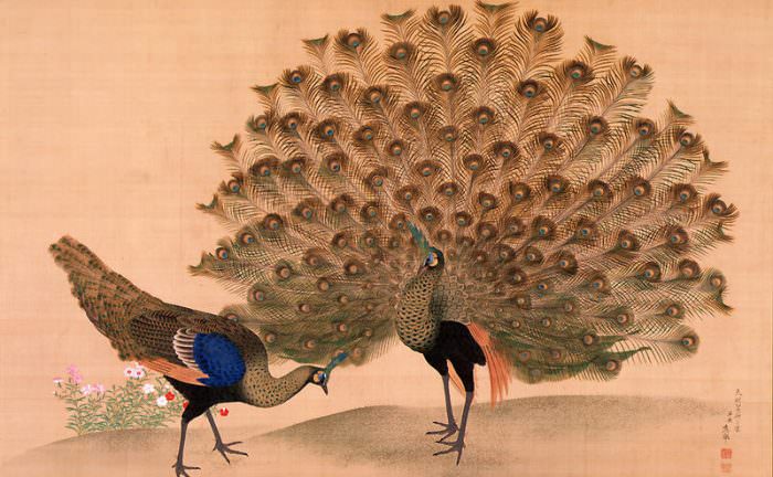 peahen and peacock