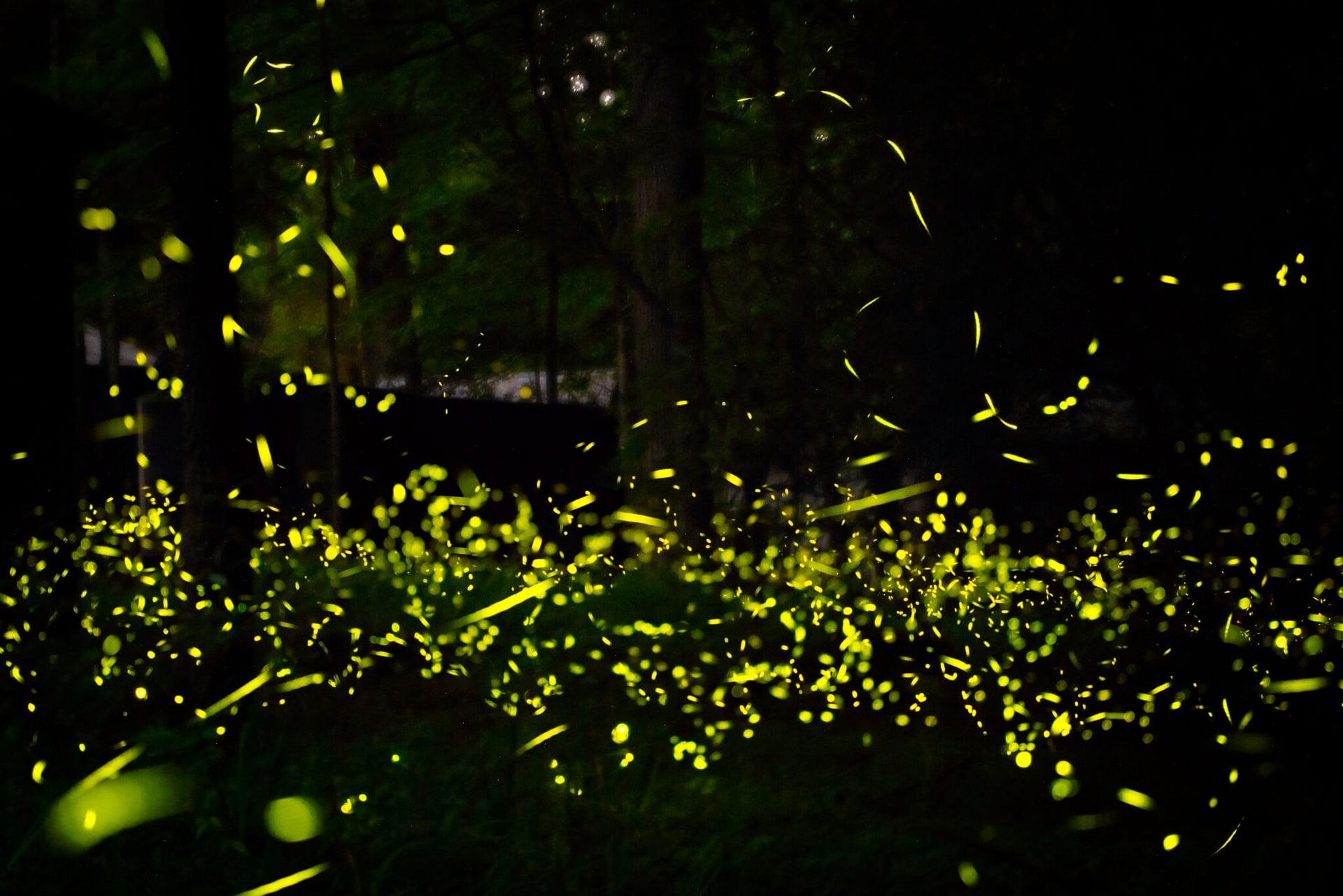 Could Advanced Civilizations Communicate like Fireflies