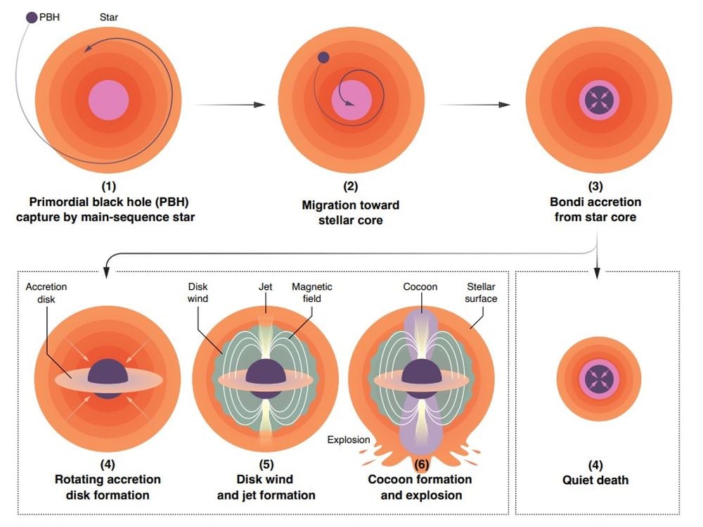 This image shows the two outcomes for a star that engulfs a PBH. If the PBH accretes the stellar material fast enough, a disk forms. Feedback in the form of disk winds and jets is strong, leading to an explosion that destroys the Hawking star. If accretion is slow enough, no disk forms, and the PBH slowly and quietly consumes the star. Image Credit: Gottlieb et al. 2026.