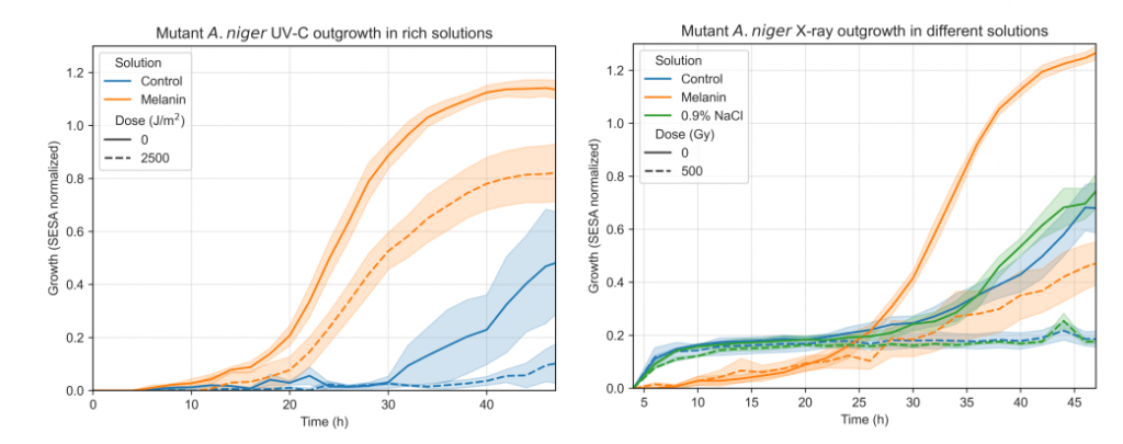These figures from the research show the protective power of melanin when A. niger is exposed to UV-C radiation (left) and X-ray radiation (right.) A. niger in melanin solution showed better outgrowth after radiation exposure than either the saline solution or the control solution. The solid lines represent non-irradiated A. niger, and the dashed lines represented non-irradiated A. niger control samples. Image Credit: Mota et al. 2024.