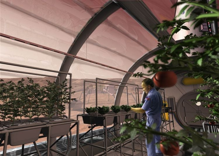 Mars Fungi Could Make Red Planet Regolith Fertile for Crops
