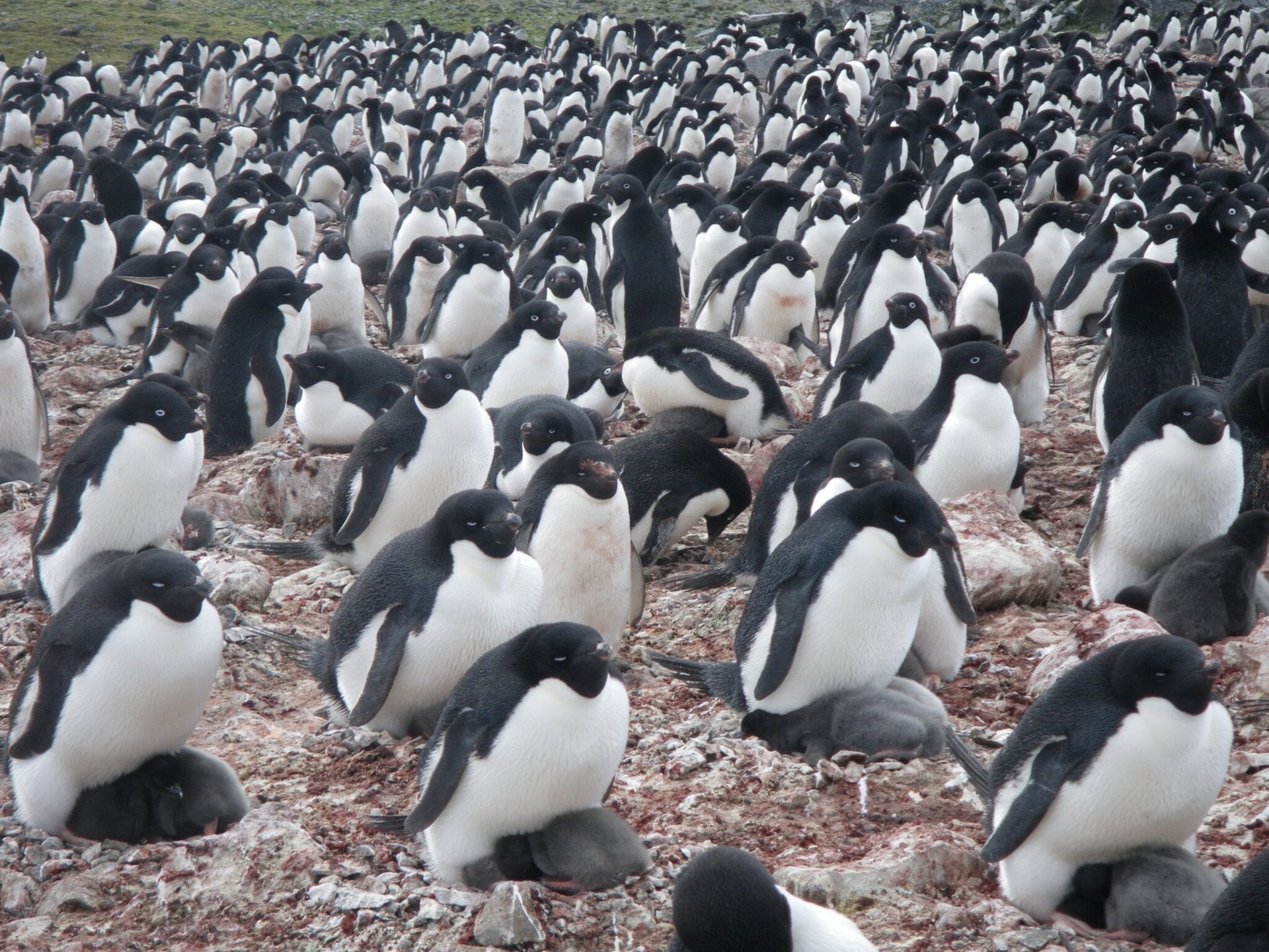 Penguin Poo Visible From Space Shows Climate Change Impact on the Species