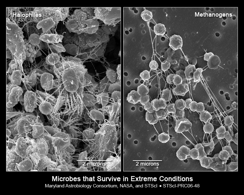 Examples of some other microbes that have been tested for their viability to survive on Mars.