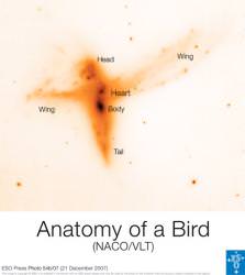 The Anatomy of a Bird.  Image Credit:  ESO