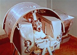 Laika before launch in 1957 (AP Photo/NASA)