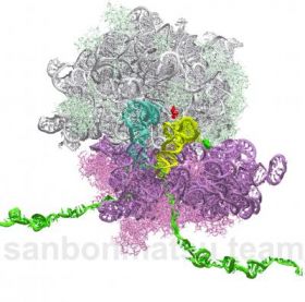 A simulated ribosome (white and purple subunits) processing an amino acid (green) (credit: Los Alamos National Laboratory)