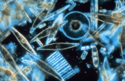 Phytoplankton through the microscope (NOAA)