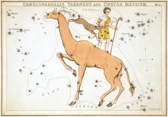 Camelopardalis as depicted in Urania's Mirror, a set of constellation cards published in London c.1825. Above it are shown the now-abandoned constellations of Tarandus and Custos Messium. Credit: Sidney Hall/Library of Congress
