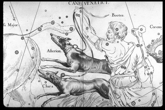 Canes Venatici depicted in Hevelius's star atlas. Note that, per the conventions of the time, the image is mirrored. Credit: Wikipedia Commons/Atlas Coelestis