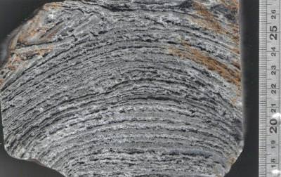 Close-up, cross-section view of the interior of a domical stromatolite. The black layers are the "cooked" organic remains of Early Archean microbial mats.  Credit: Abigail Allwood