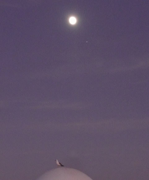  Moon + Jupiter + a seagull, at a resort in Southern Portugal.  Credit: Daniel Fischer