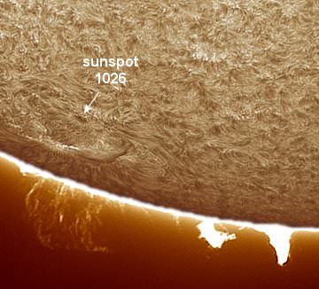 Sunspot 1026.  Credit: Peter Lawrence.