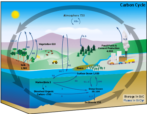 Carbon cycle diagram. Image Credit: NASA Earth Observatory.