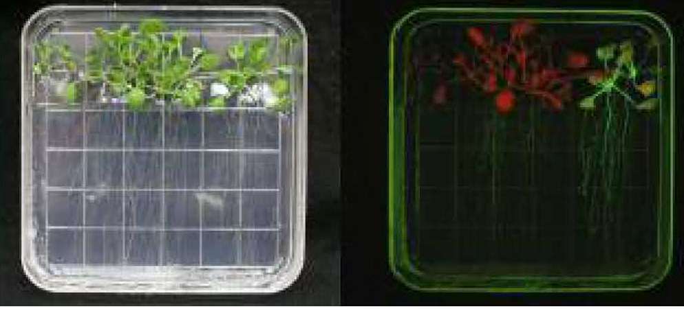 Can Plants be Adapted to Thrive in Space?