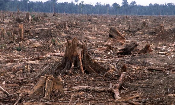 Deforestation (like this clearcut in Sumatra, Indonesia) can result in debris flows. Credit: worldwildlife.org