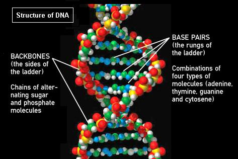 While we talk about Earth having carbon-based life forms, the coding parts of DNA are nucleotides - with a carbon content of zero. Credit: NASA (adapted image).