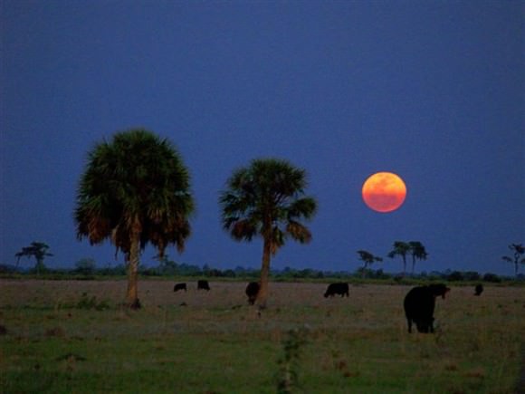 'The Moon rising behind a couple of palm trees with cows grazing in the foreground. As you can see in the image,  the bottom half of the moon has a different tint due to the earths atmosphere.' Credit:  Tom Connor, Parrish, FL 