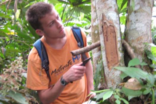 Scraping fungus off a tree in Ecuador. Image credit: Yale University
