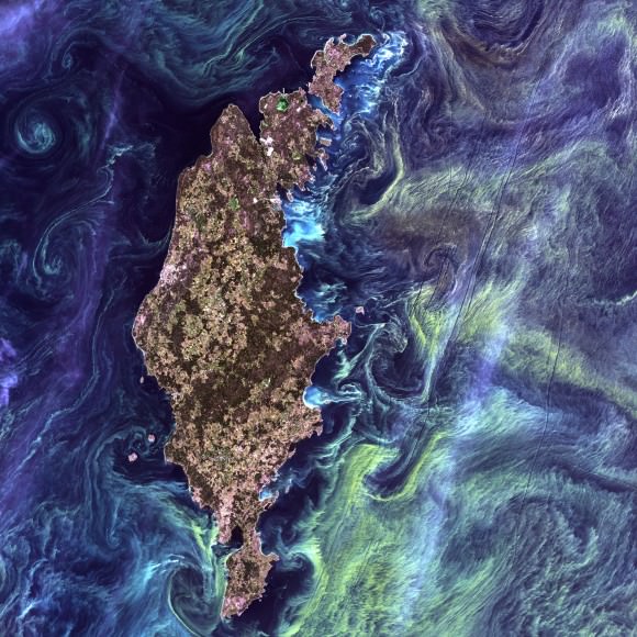 NASA once compared this image of phytoplankton surrounding Gotland to Vincent Van Gogh's "Starry Night." Credit: Landsat