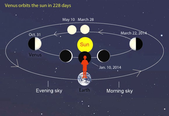 As Venus revolves around the sun, we see it from a constantly changing perspective from our vantage point on Earth. In May, the planet is slightly to the left or east of the sun and making its reappearance as nearly "full moon" in evening twilight. Come Halloween it will appear like a half-moon. Credit: Bob King
