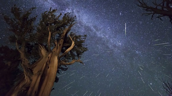 Perseid Meteors over Ancient Bristlecone Pine in the White Mountains of California. This is a composite shot of 73 meteors, aligned as they were captured according to where they were against the stars. Credit and copyright: Kenneth Brandon.