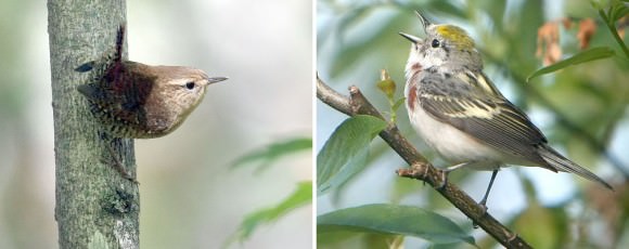 Two of my favorite migrating birds: the winter wren (left) and chestnut-sided warbler. Credit: Bob King