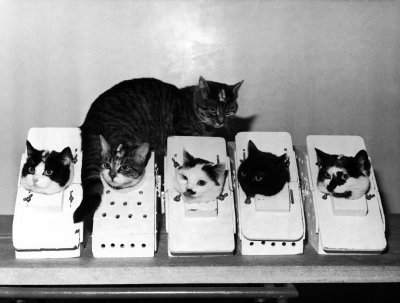 NASA did entertain the idea of "Catronauts" early in the space program. (Credit: NASA). 