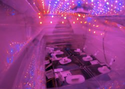 The inside of the Veg-01 unit aboard the ISS (Source)