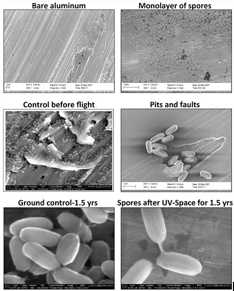 Images of Bacillus pumilus SAFR-032 spores (seen in an electron micrograph) on aluminum before and after being exposed to space on an International Space Station experiment. Credit: P. Vaishampayan, et al./Astrobiology