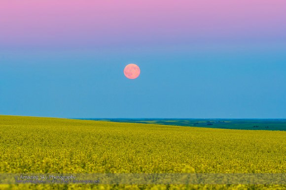 The rising "super moon" of July 12, 2014, rising above a canola field in southern Alberta, Canada.  Credit and copyright: Alan Dyer/Amazing Sky Photography.  