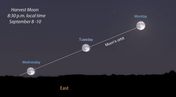 Around the time of Harvest Moon, the full moon's path is tilted at a shallow angle to the eastern horizon making with successive moonrises only about a half hour apart instead of the usual 50 minutes. Source: Stellarium
