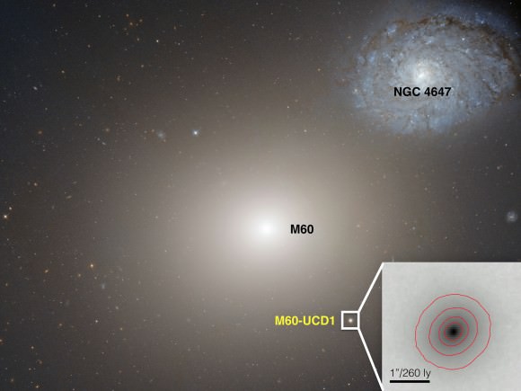 A Hubble Space Telescope image of ultracompact galaxy M60-UCD1 (inset), which is suspected to host a supermassive black hole at its center. It is orbiting the nearby massive galaxy M60. Within the same field of view is NGC 4647. Credit: NASA/Space Telescope Science Institute/European Space Agency