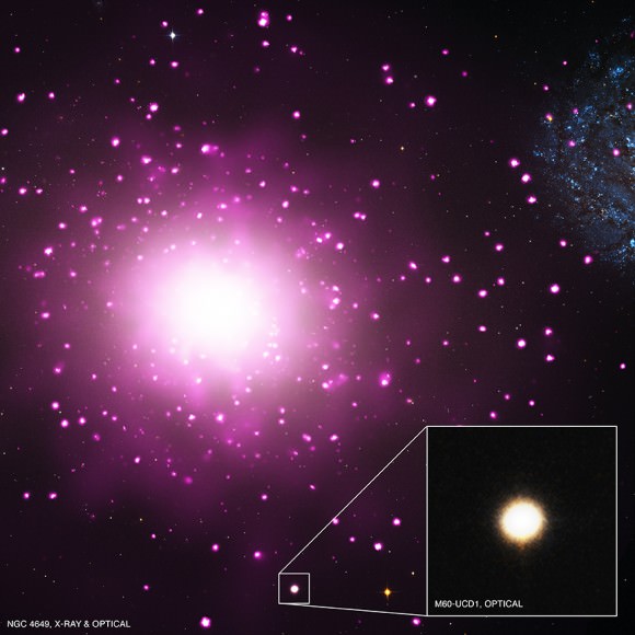 Ultracompact dwarf galaxy M60-UCD1 shines in the inset image based on images from the Hubble Space Telescope and Chandra X-Ray Telescope. Chandra data is pink, and Hubble data is red, green and blue. The large galaxy dominating the field of view of M60. At the right edge is NGC 4647. Credit: X-ray: NASA/CXC/MSU/J.Strader et al, Optical: NASA/STScI