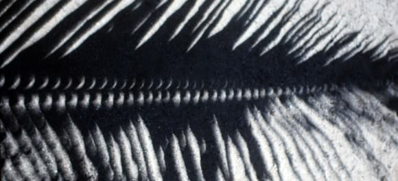 Tiny gaps along the length of this palm frond created a series of solar crescents during the July 1991 eclipse. Credit: Bob King