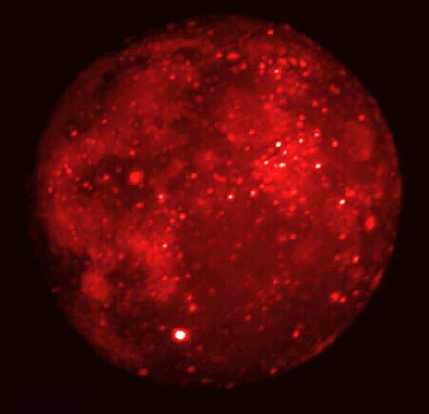 Moon-infrared.jpg