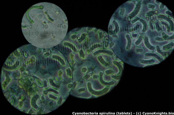 Cyanobacteria Spirulina. Credit: cyanoknights.bio