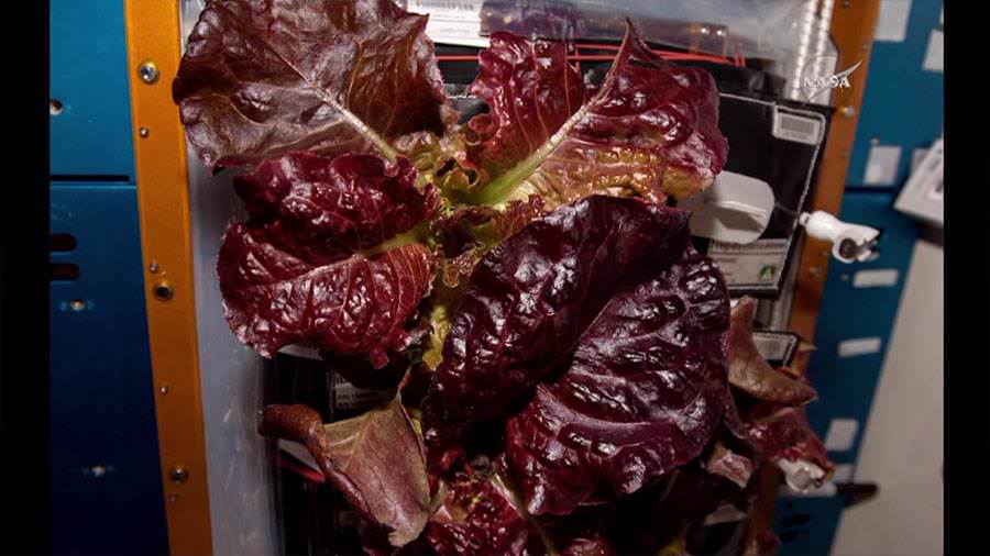This "Outredgeous" red romaine lettuce was grown inside the Veggie plant growth system on the ISS and eaten on August 10, 2015 by the station crew.  The goal was to test hardware for growing vegetables and other plants to be harvested and eaten by astronauts in space.  Credits: NASA TV 