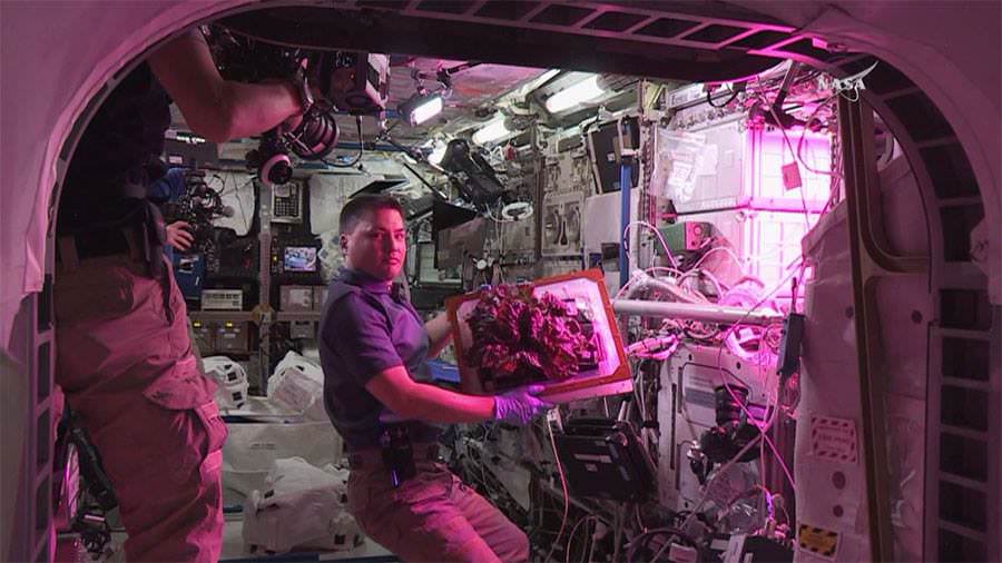 NASA astronaut Kjell Lindgren displays the  “Outredgeous" red romaine lettuce grown inside the Veggie plant growth system on the ISS prior to harvesting and consumption on August 10, 2015.  Credit: NASA TV 