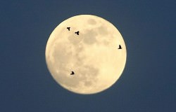 The moon provides the perfect backdrop for watching birds migrate at night. Observers with spotting scopes and small telescopes can watch the show anytime the moon is at or near full. Photo illustration: Bob King