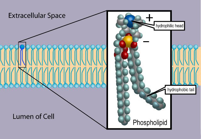 Here on Earth, cell membranes are composed of phospholipid molecules dissolved in liquid water. A phospholipid has a backbone of carbon atoms (gray), and also contains hydrogen (sky blue), phosphorus (yellow), oxygen (red), and nitrogen (blue). Credit: Ties van Brussel