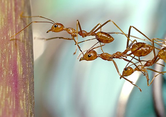 Ant teamwork: a collective system in action. (Image Credit: Budzlife, image unaltered, CC2.0)