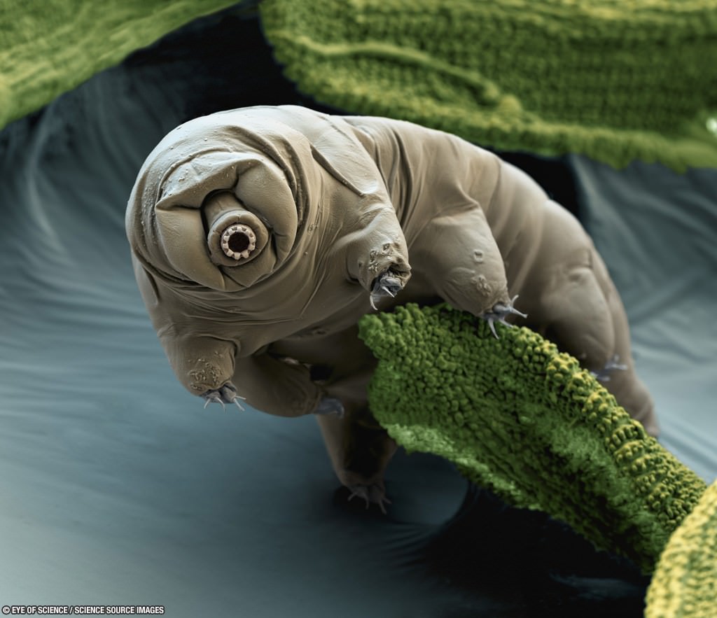 The tiny Tardigrade: Nature's toughest creature? (Image Credit: Katexic Publications, unaltered, CC2.0)