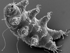The Tardigrade: Earth's super-tiny superheroes. (Image Credit: ESA/Dr. Ralph O. Schill)