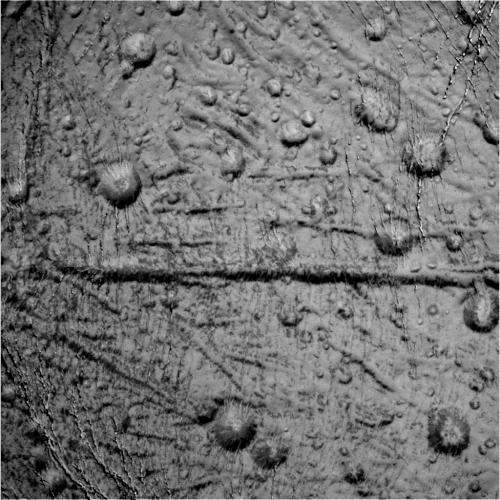 Craters and a possible straight fracture line mar the surface of Enceladus in this raw image from the Cassini spacecraft taken on October 14, 2015. Credit: NASA/JPL-Caltech/Space Science Institute.