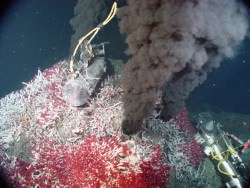Tube worms on an undersea volcanic vent. Credit: NOAA