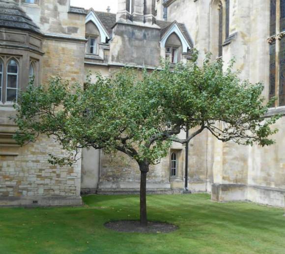Sapling of the reputed original tree that inspired Sir Isaac Newton to consider gravitation. Credit: Wikipedia Commons/Loodog