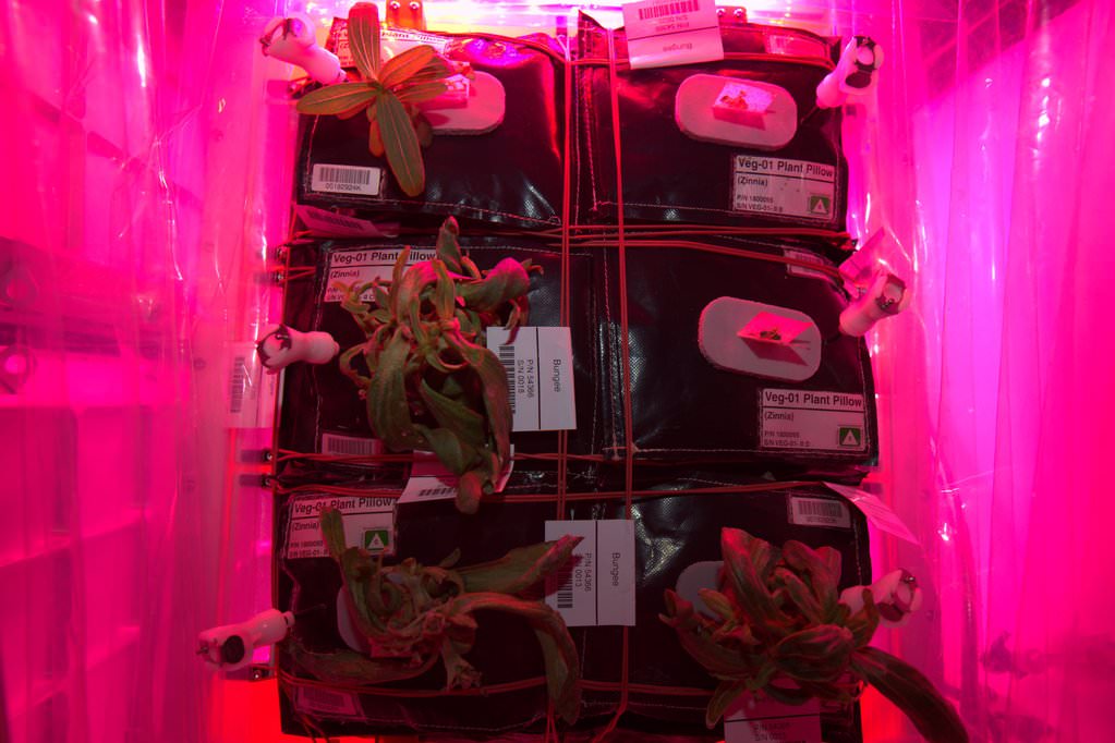 Zinnia flowers growing in planting “pillows” inside the International Space Station's Veggie facility are showing traces of mold, which were collected for study back on Earth. Veggie is part of the VEG-01 investigation to grow plants in a growth chamber while comparing their progress to ground-based counterparts.  Credits: NASA/Scott Kelly