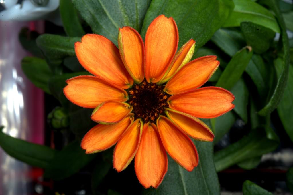 First Zinnia flower grown in space makes its debut!   Credit: NASA/Scott Kelly/@StationCDRKelly