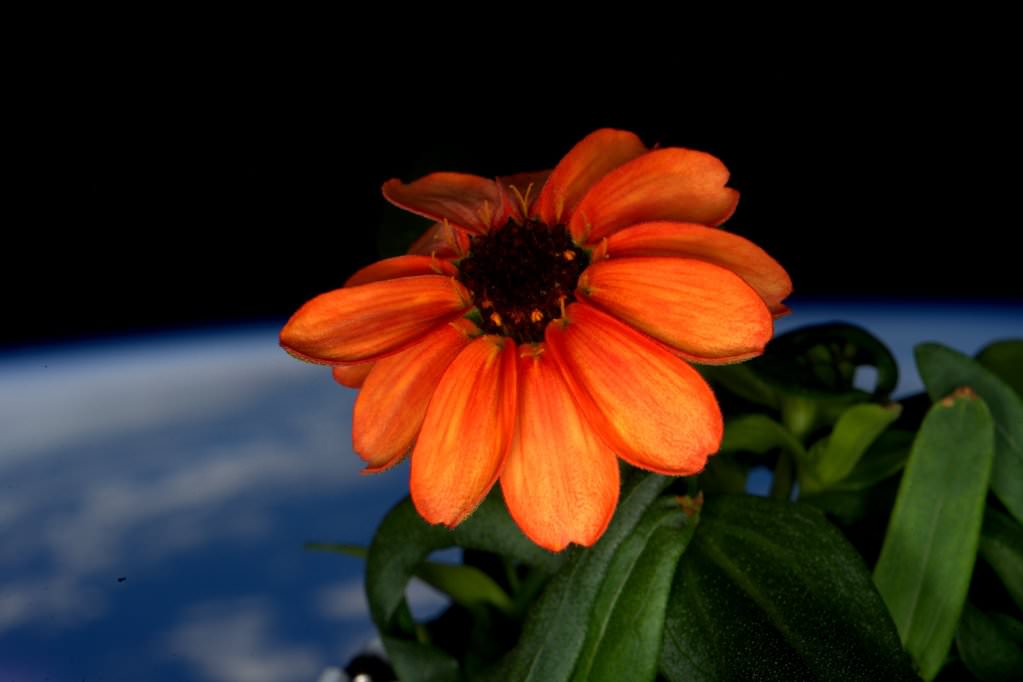 First blooming space Zinnia out in the sun for the first time aboard the International Space Station! Credit: NASA/Scott Kelly/@StationCDRKelly